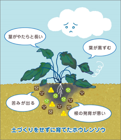 土づくりをせずに育てたホウレンソウ