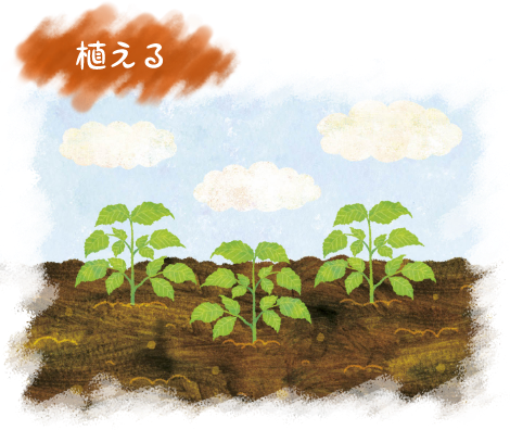 植える イラスト